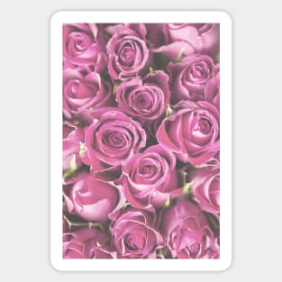 Pale Pink Roses Photo Sticker